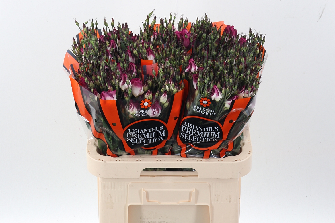 Eustoma Single Adom Red Picotee 70cm