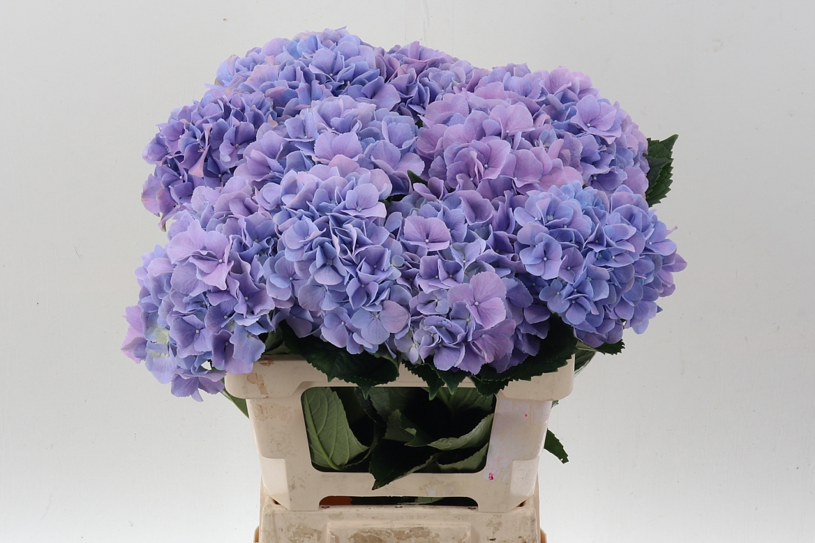 Hydrangea Royal Benefit 60cm 17-19cm Hd