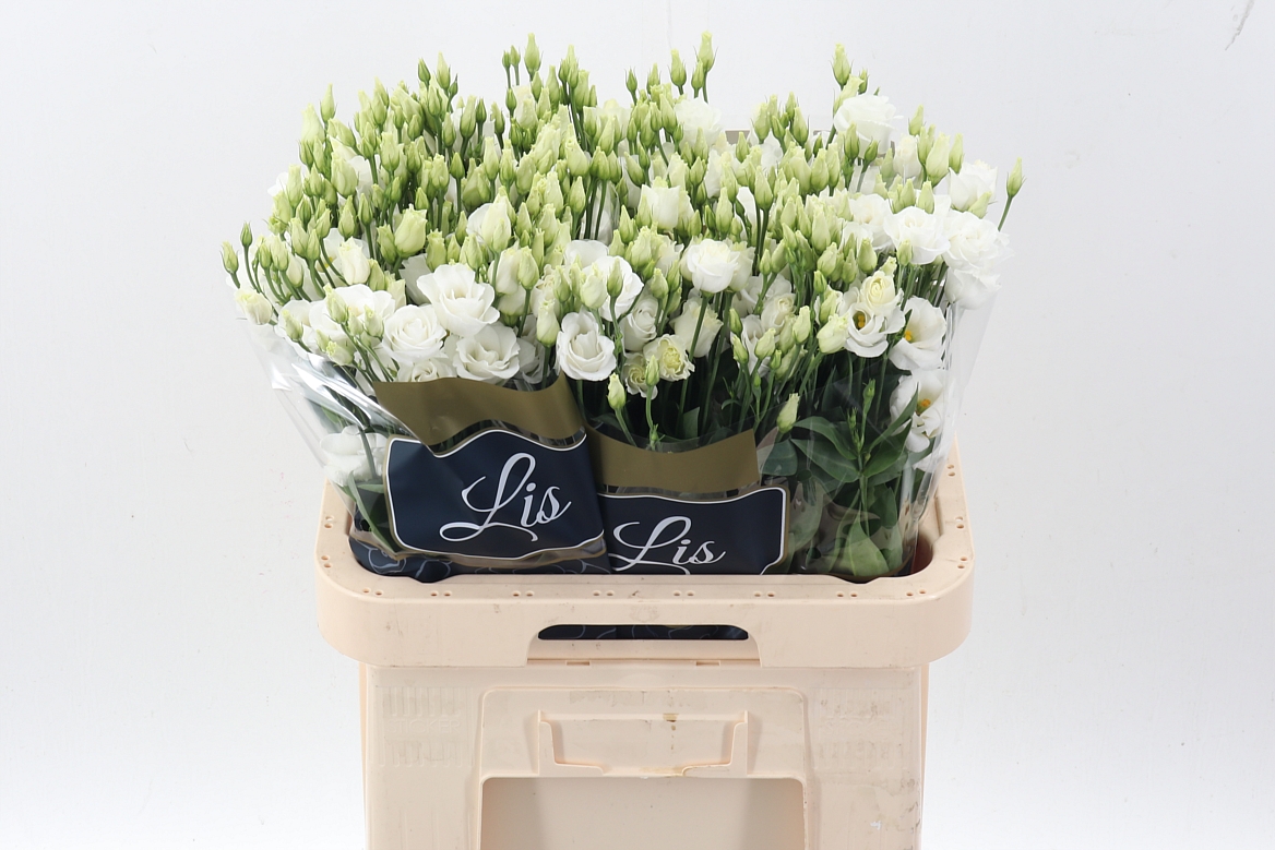 Eustoma Double Rosita White 70cm