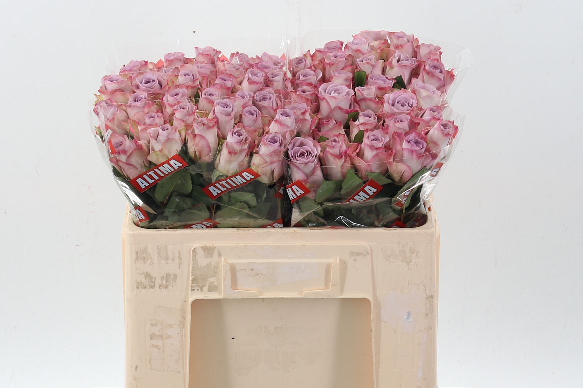 Rosa Memory Lane! 50cm