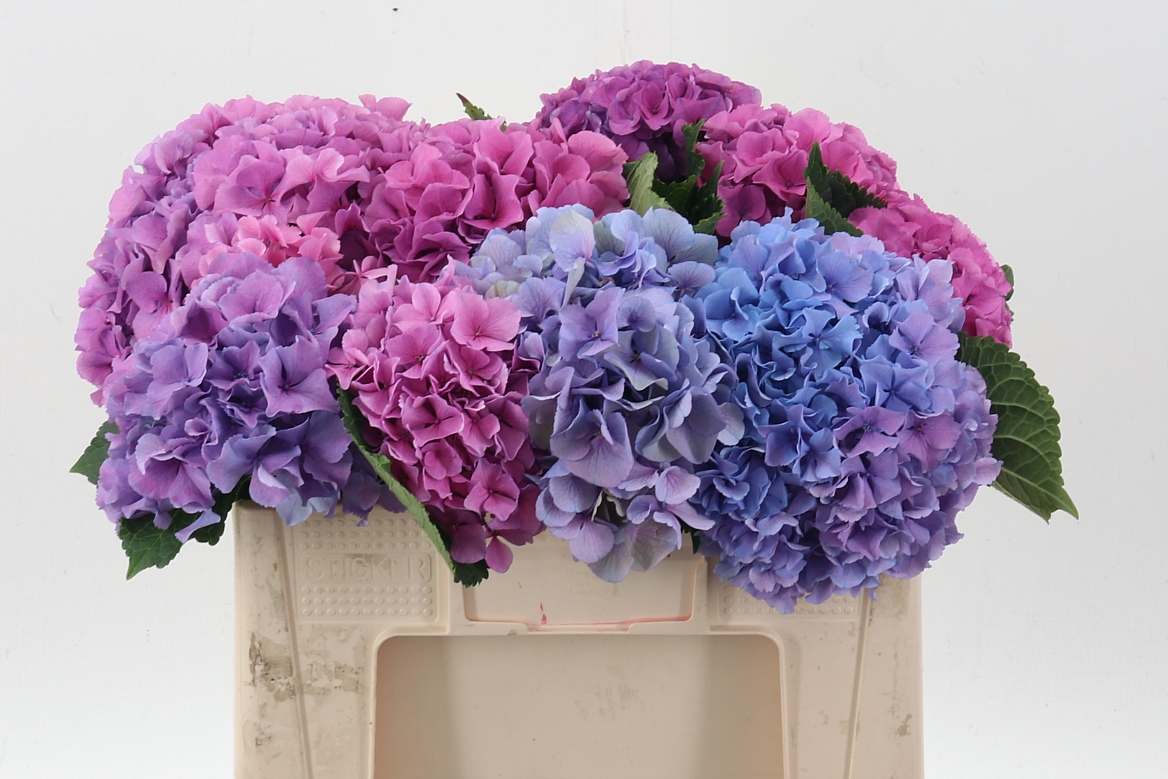 Hydrangea Royal Salute 50cm 15-17cm Hd