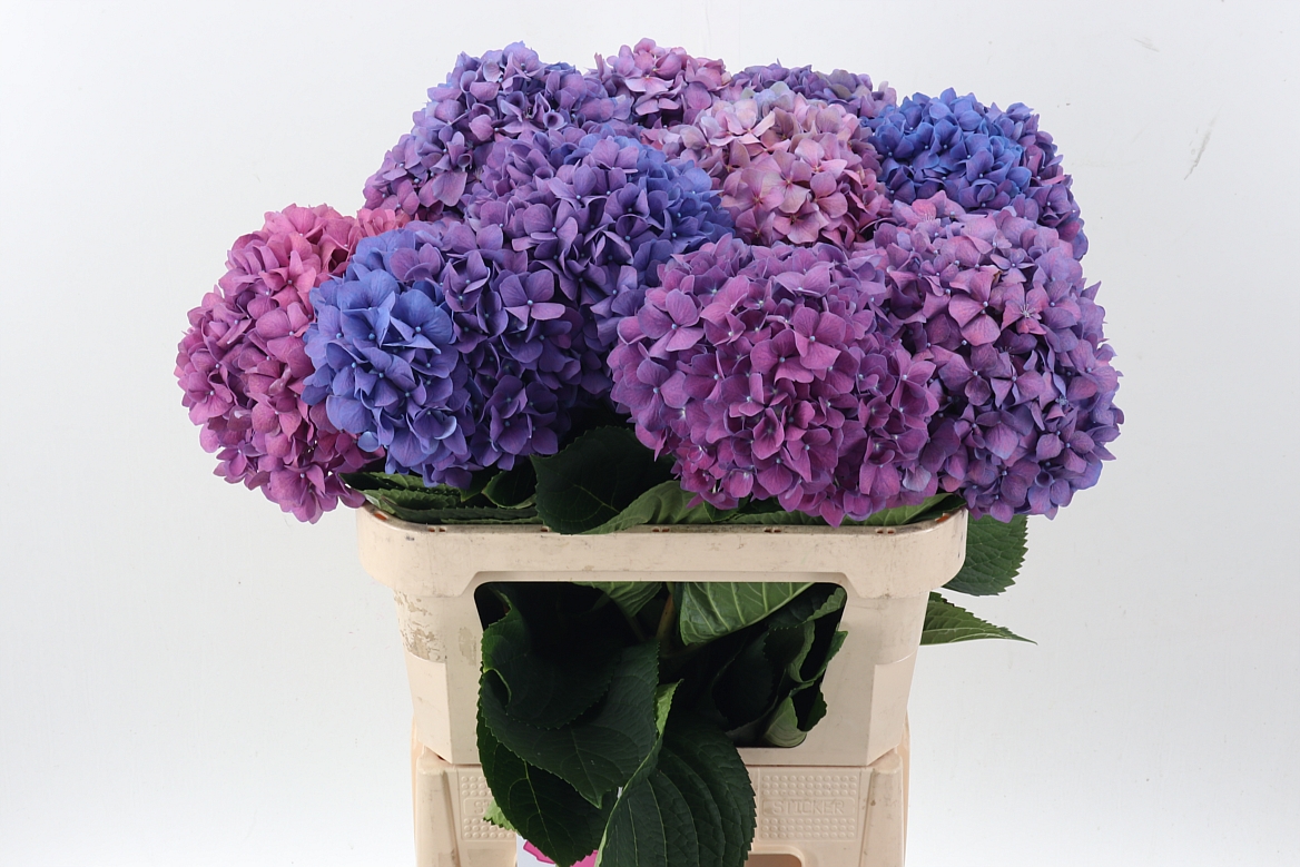 Hydrangea Pimpernel 80cm 21-23cm Hd