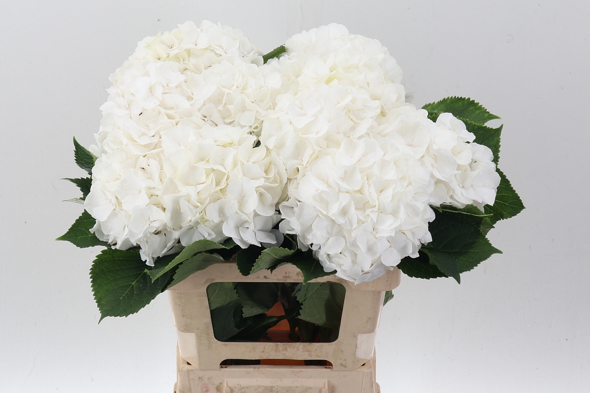 Hydrangea White Verena 60cm 16-18cm Hd