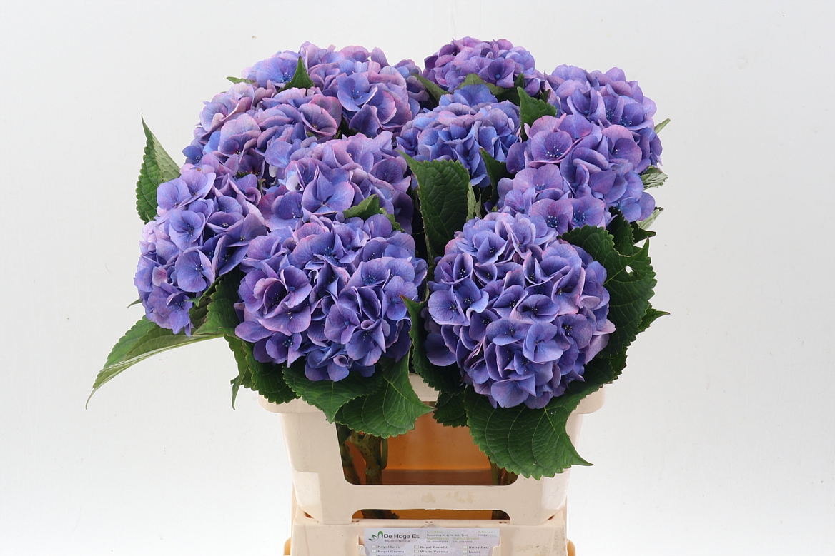 Hydrangea Royal Love 60cm 16-18cm Hd
