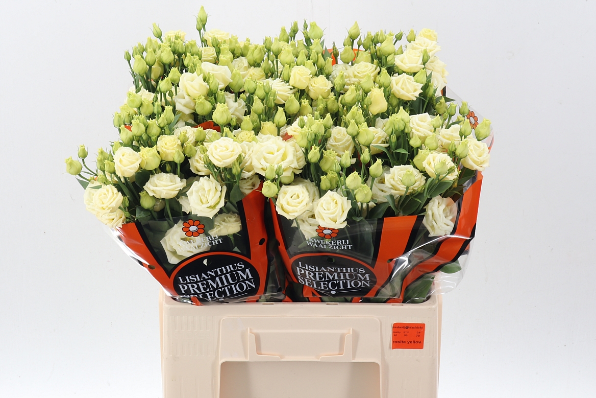 Eustoma Double Rosita Yellow 65cm