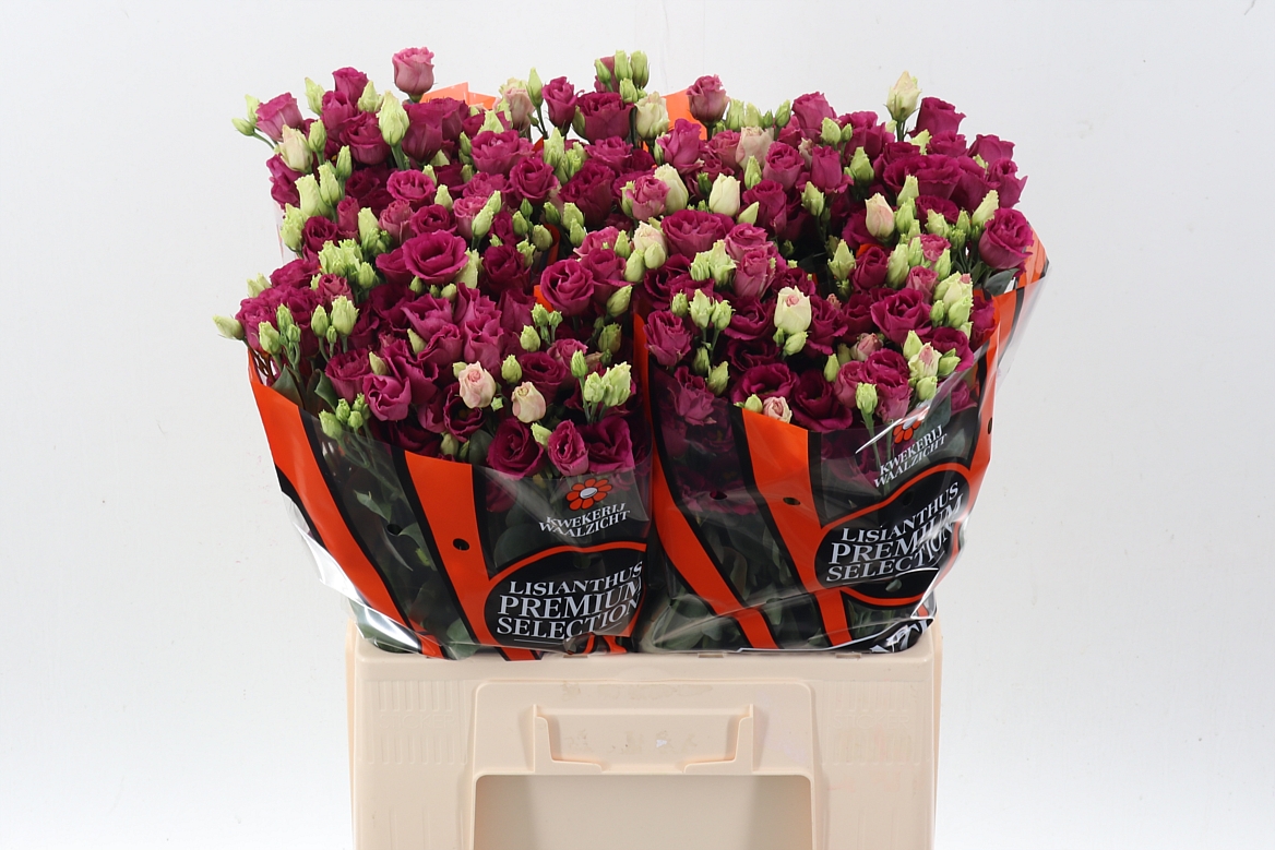 Eustoma Double Arosa Red 65cm