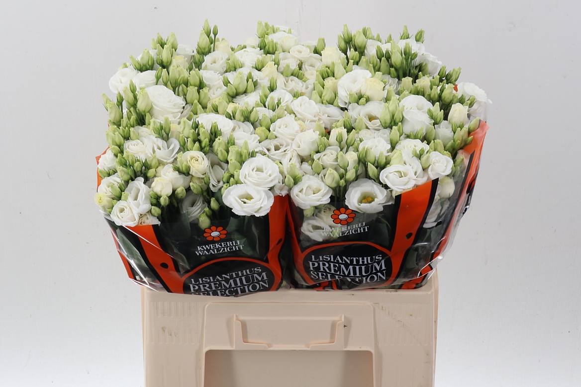 Eustoma Double Rosita White 60cm