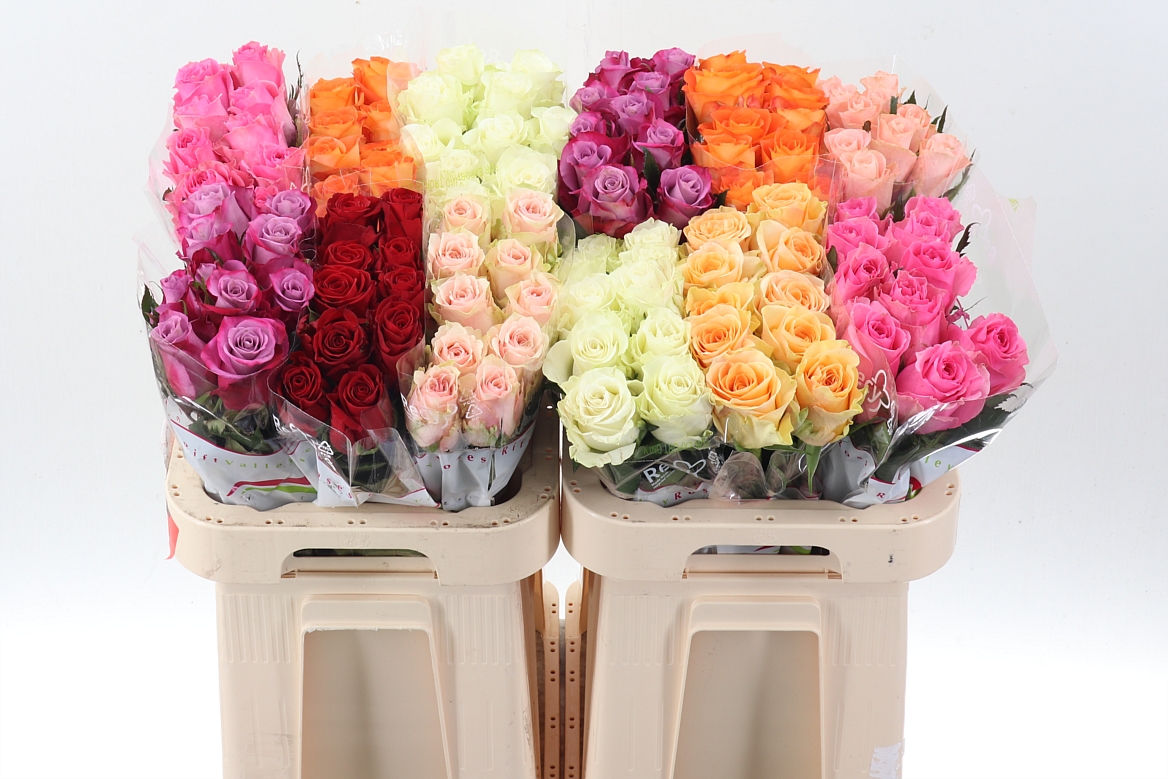 Rosa Mixed 50cm