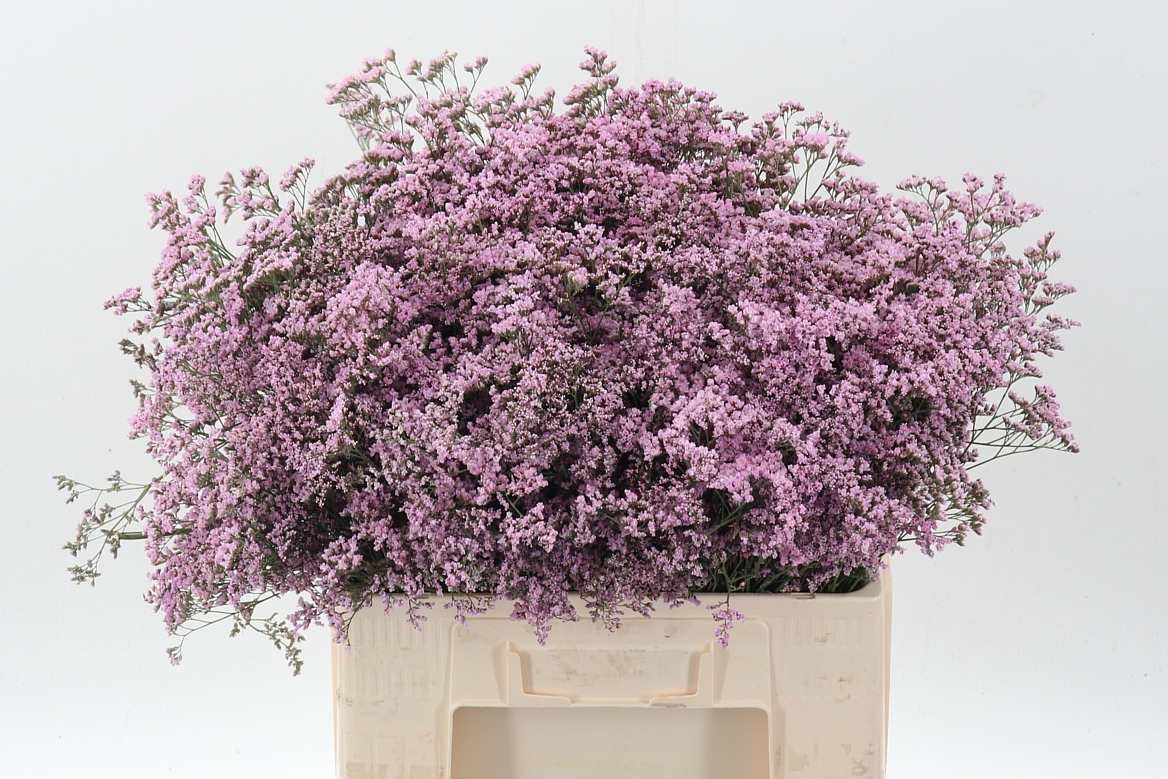 Limonium Safora Oshi Pink 60cm 25gr.