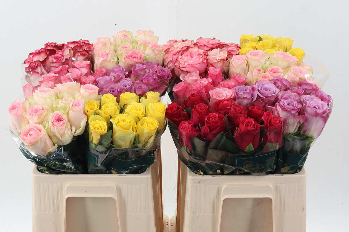 Rosa Mixed 50cm