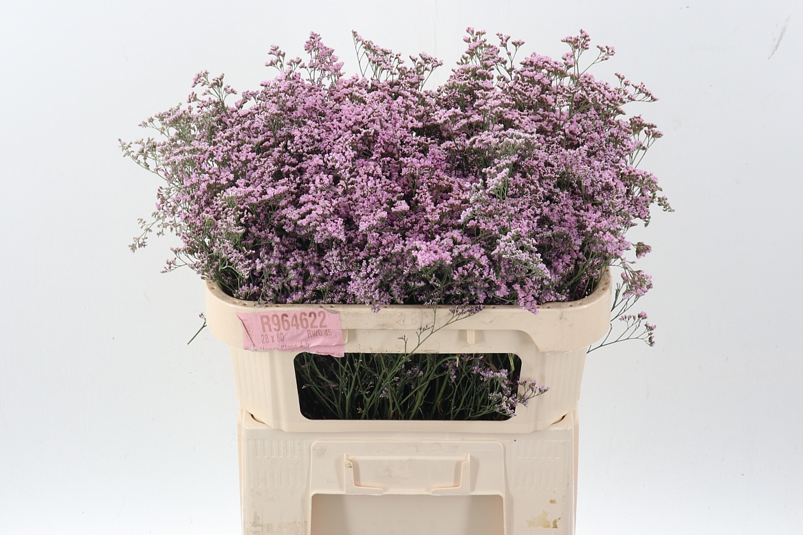 Limonium Safora Oshi Pink 70cm 40gr.