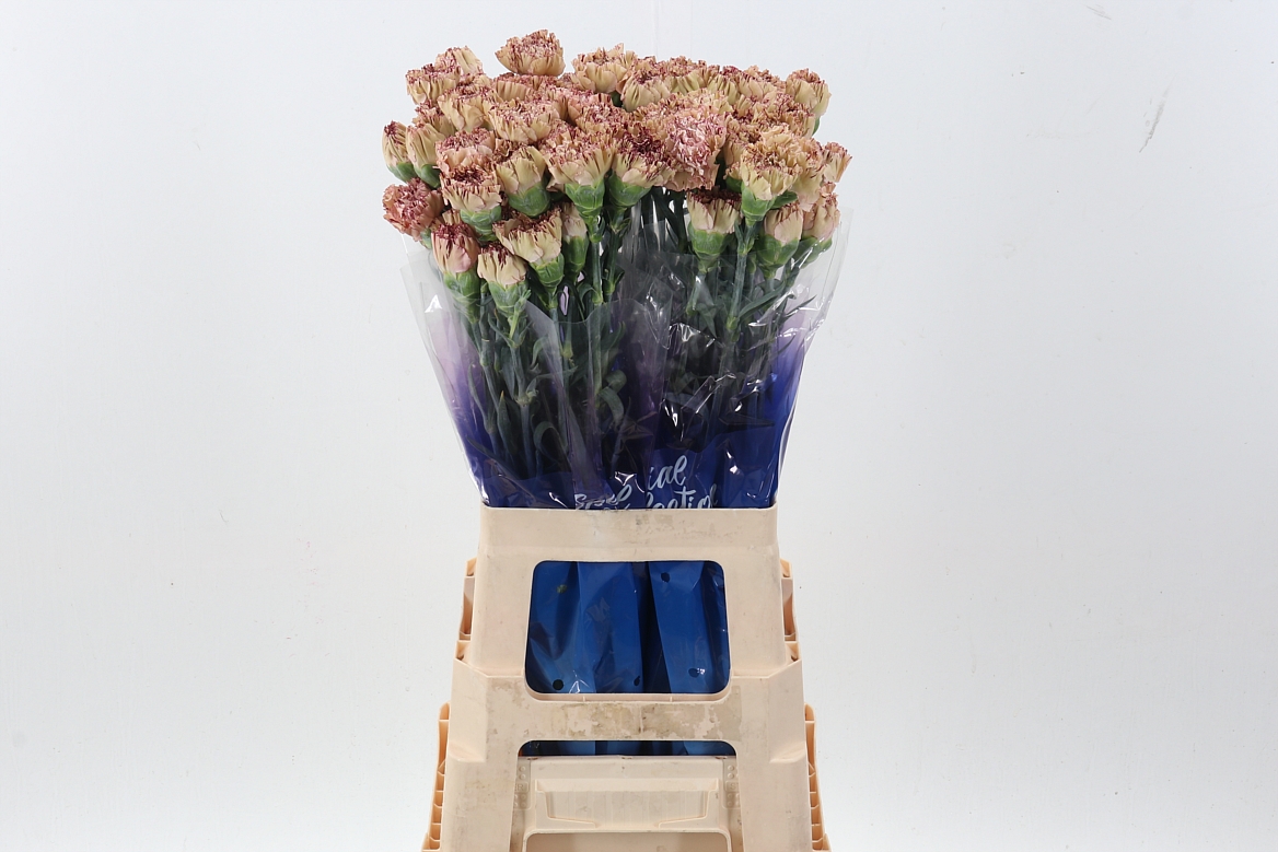 Dianthus Single Viper Wine 70cm