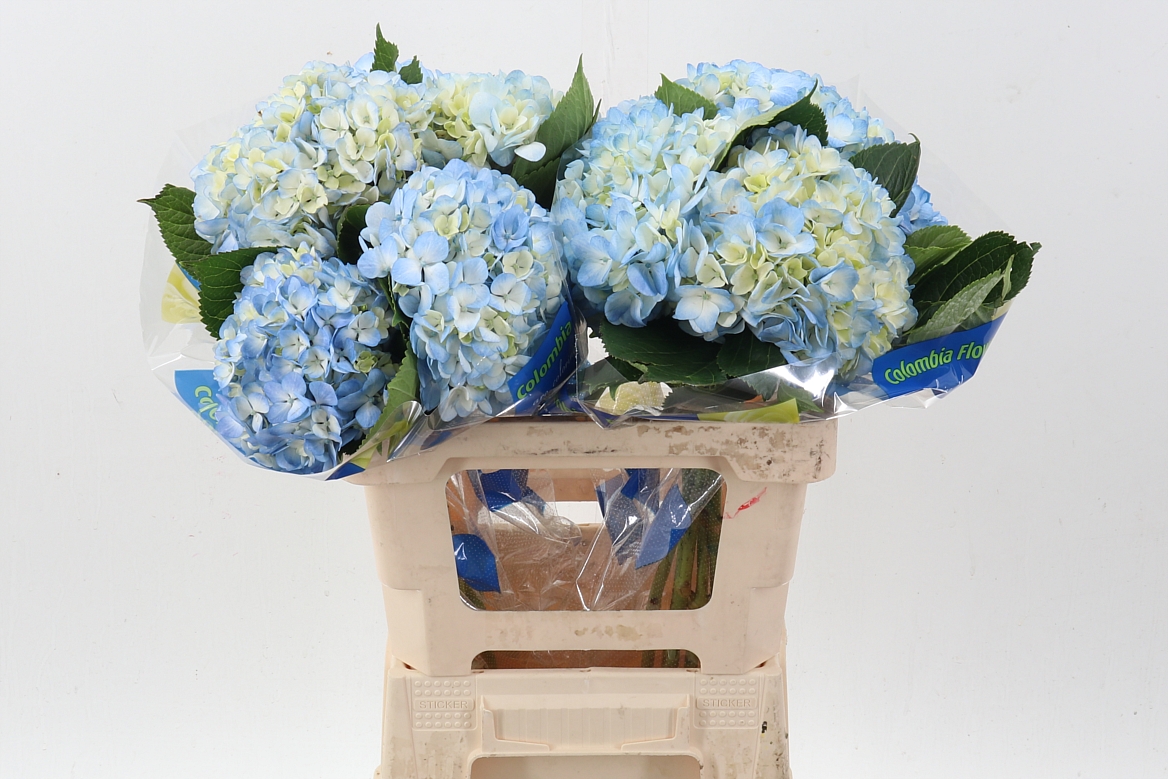 Hydrangea Blue 60cm 15cm Hd