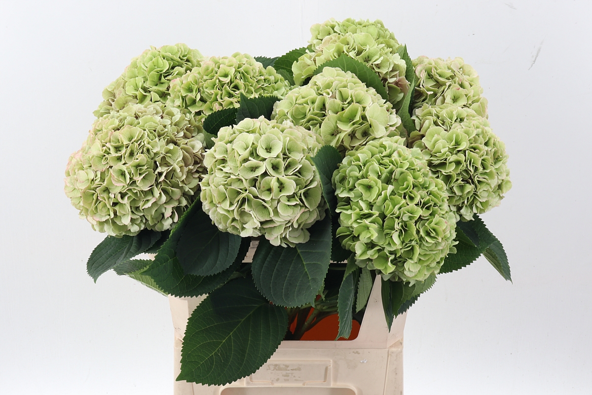 Hydrangea My Beautiful Heaven 80cm 21-23cm Hd