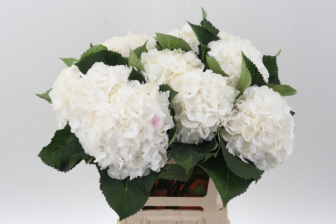 Hydrangea White Verena 60cm 18-20cm Hd