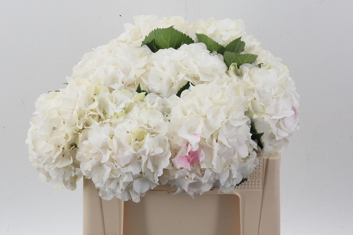 Hydrangea White Verena 50cm 18-20cm Hd