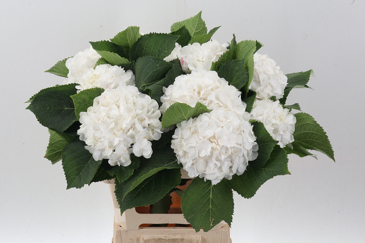 Hydrangea White Verena 60cm 16-18cm Hd