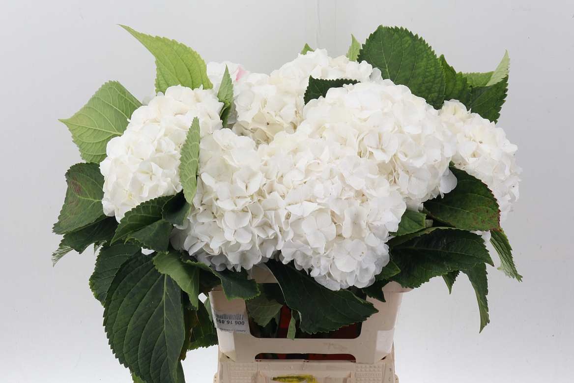 Hydrangea White Verena 60cm 18-20cm Hd