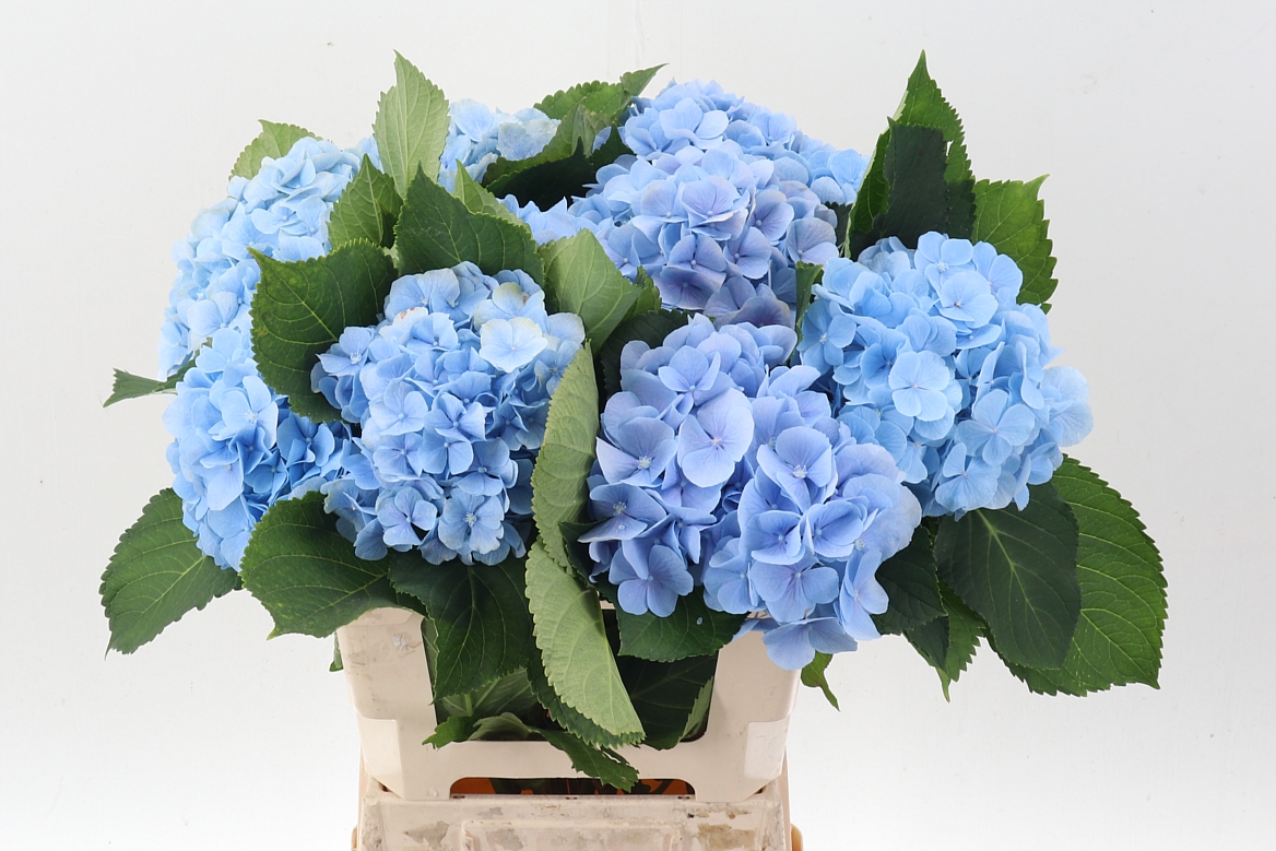 Hydrangea Verena Blue 60cm 18-20cm Hd