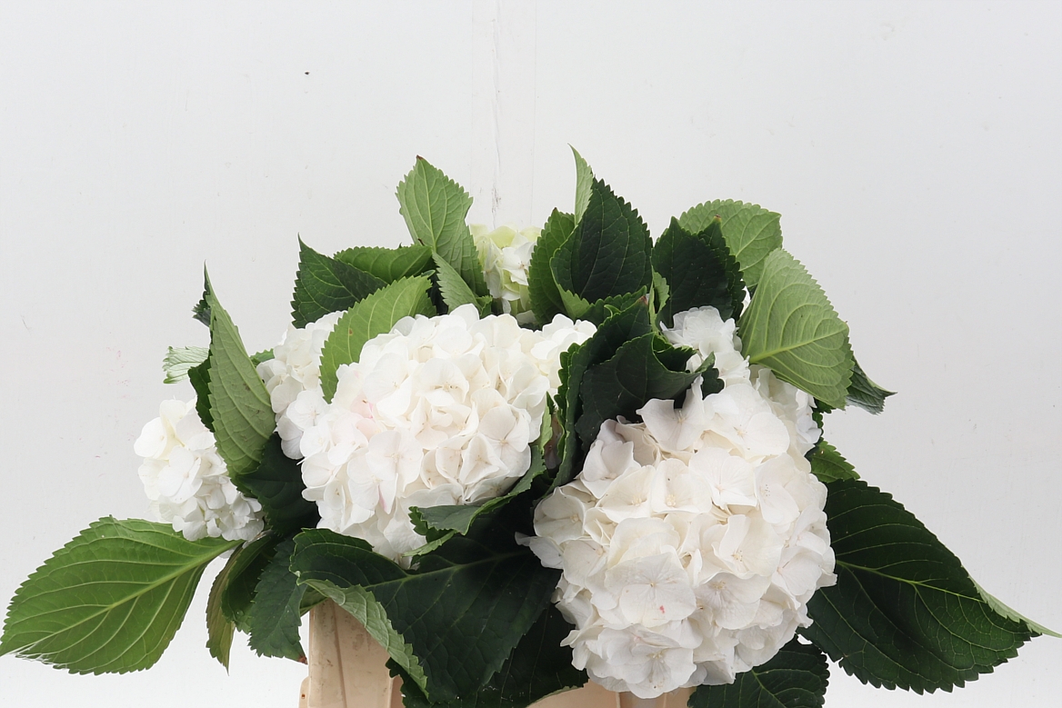 Hydrangea White Verena 40cm 15-17cm Hd