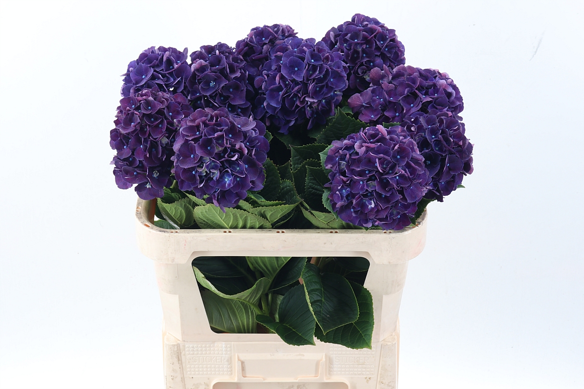 Hydrangea Royal King 80cm 16-18cm Hd