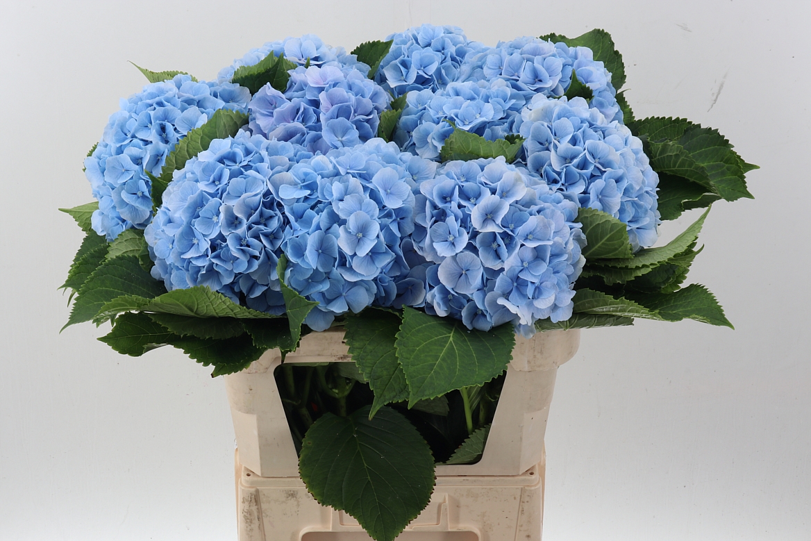 Hydrangea Verena Blue 80cm 20-22cm Hd