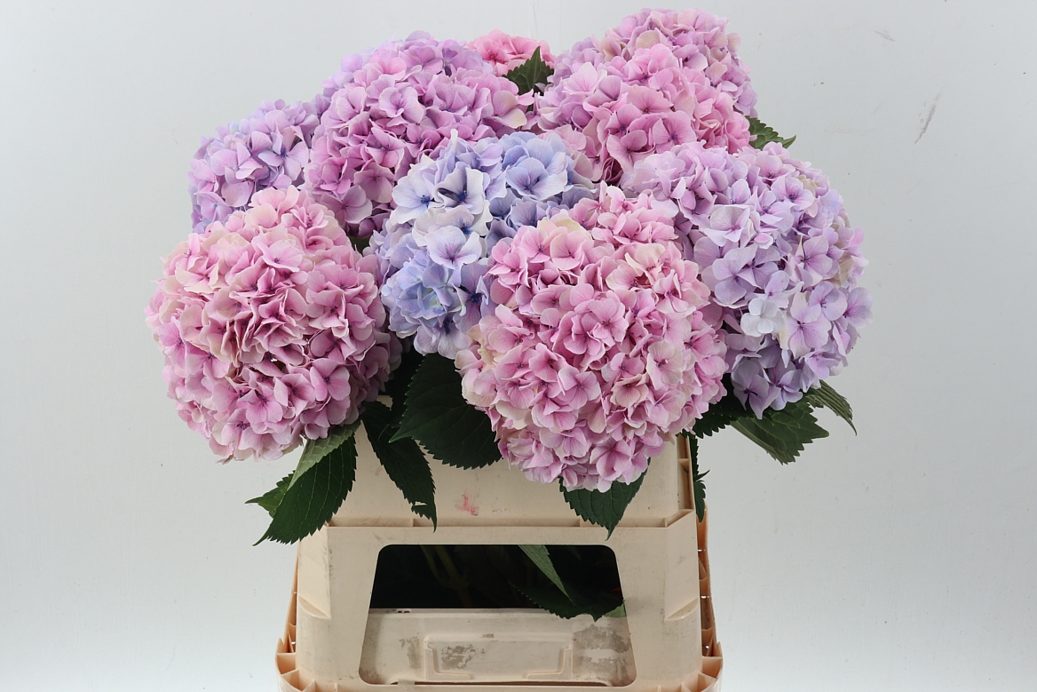 Hydrangea Royal Grandeur 80cm 20-22cm Hd