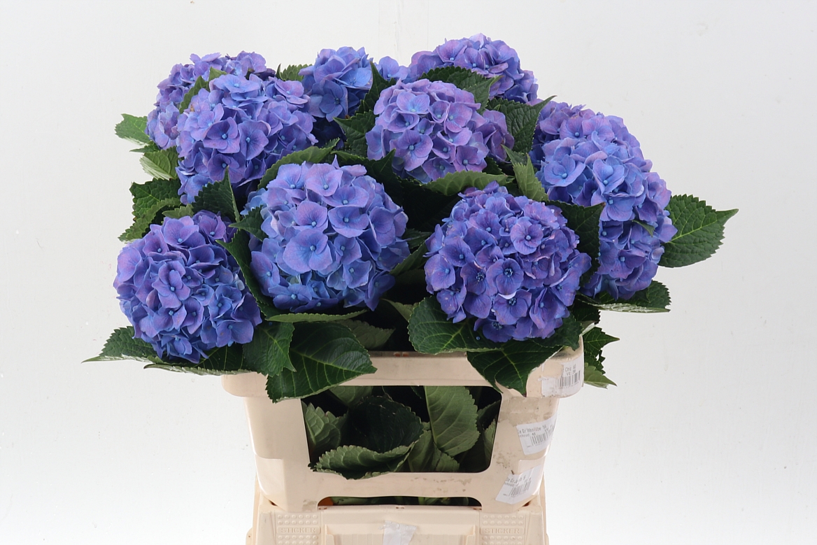 Hydrangea Royal Palace 60cm 14-16cm Hd
