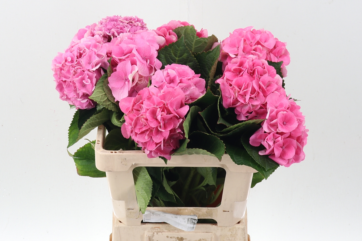 Hydrangea Royal Palace 60cm 14-16cm Hd