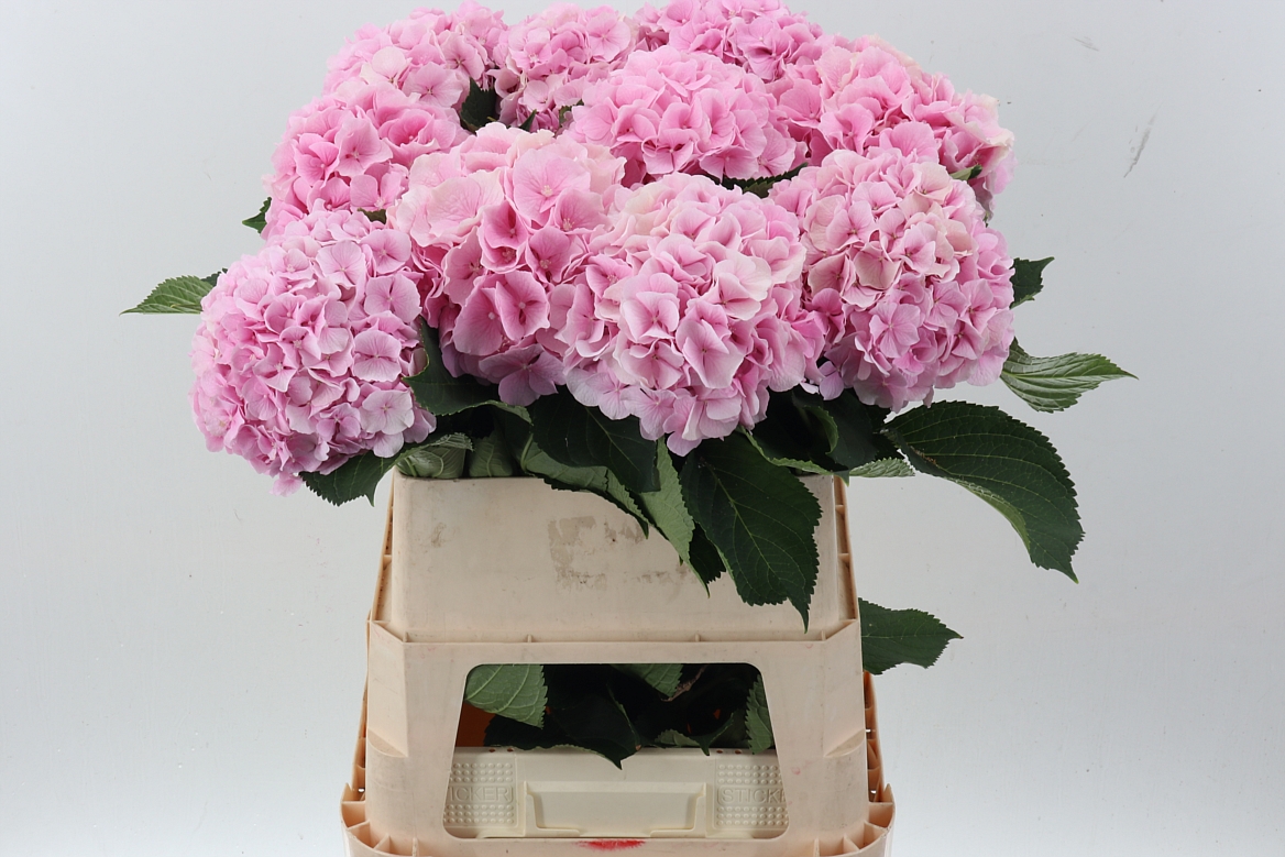 Hydrangea Verena 80cm 20-22cm Hd