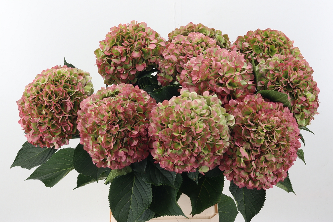 Hydrangea Royal Salute 100cm 26-28cm Hd