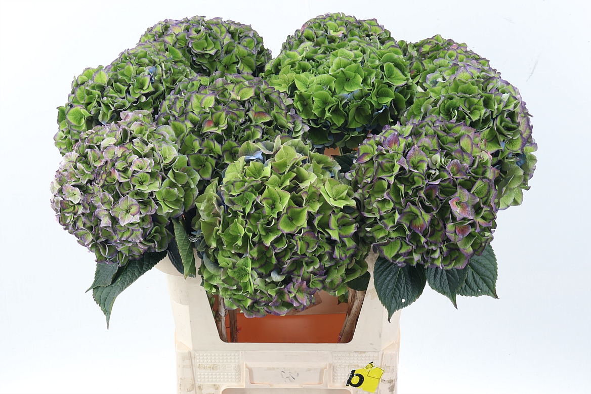 Hydrangea Rodeo Red Classic 80cm 22-24cm Hd