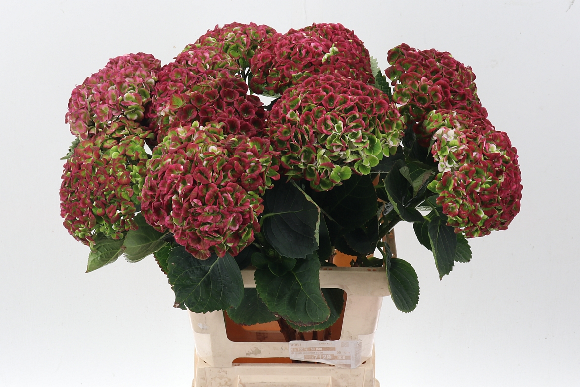 Hydrangea Revolution Classic 65cm 18-20cm Hd