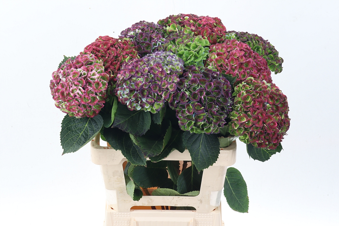 Hydrangea Revolution 60cm 13-15cm Hd