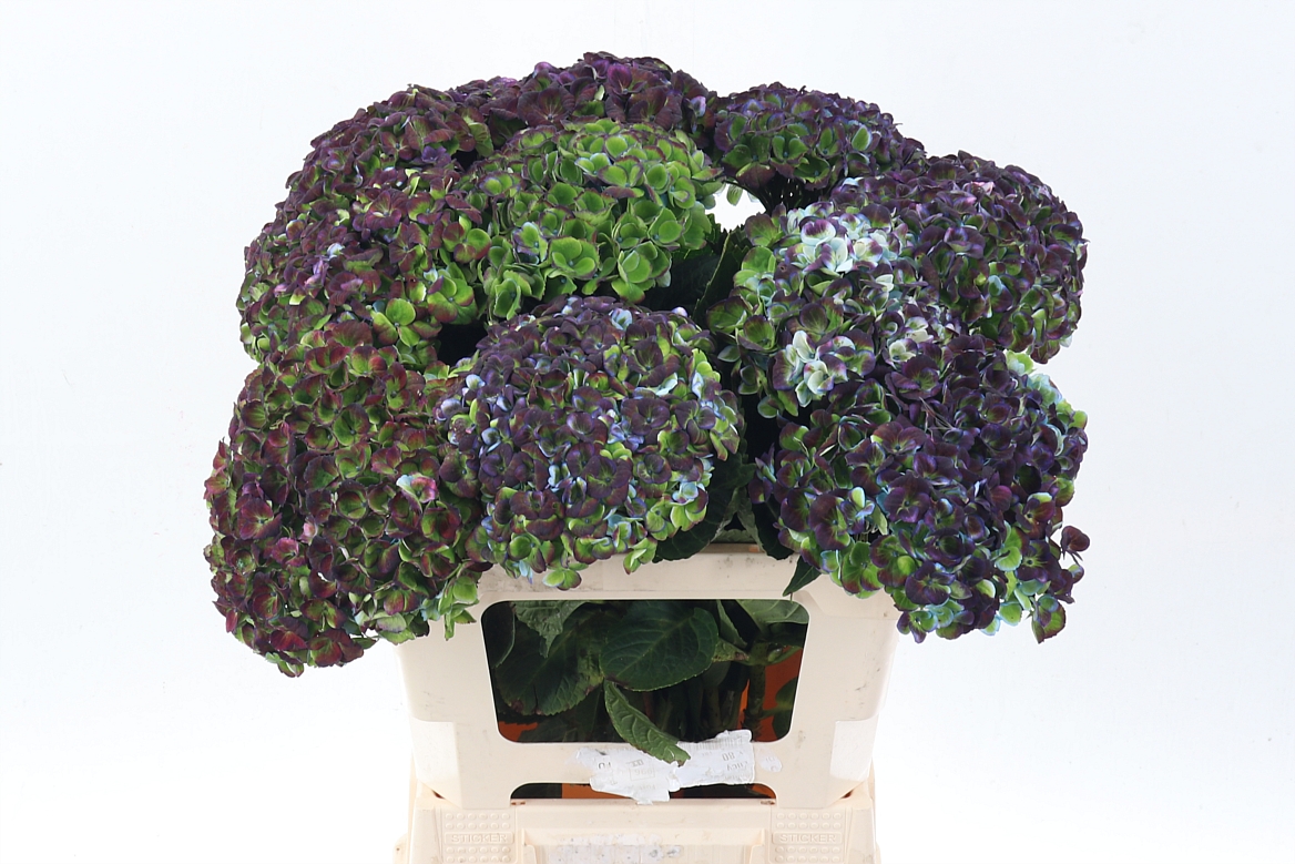 Hydrangea Revolution Classic 60cm 14-16cm Hd