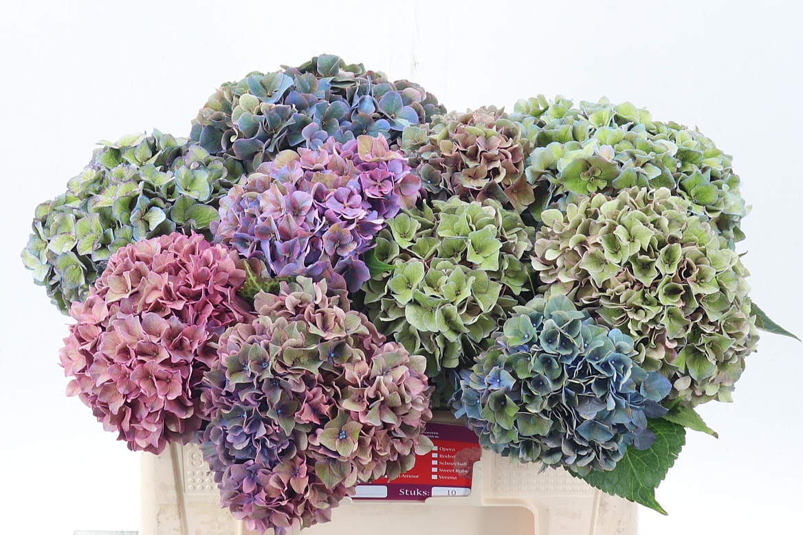Hydrangea Rodeo Red Classic 50cm 16-18cm Hd