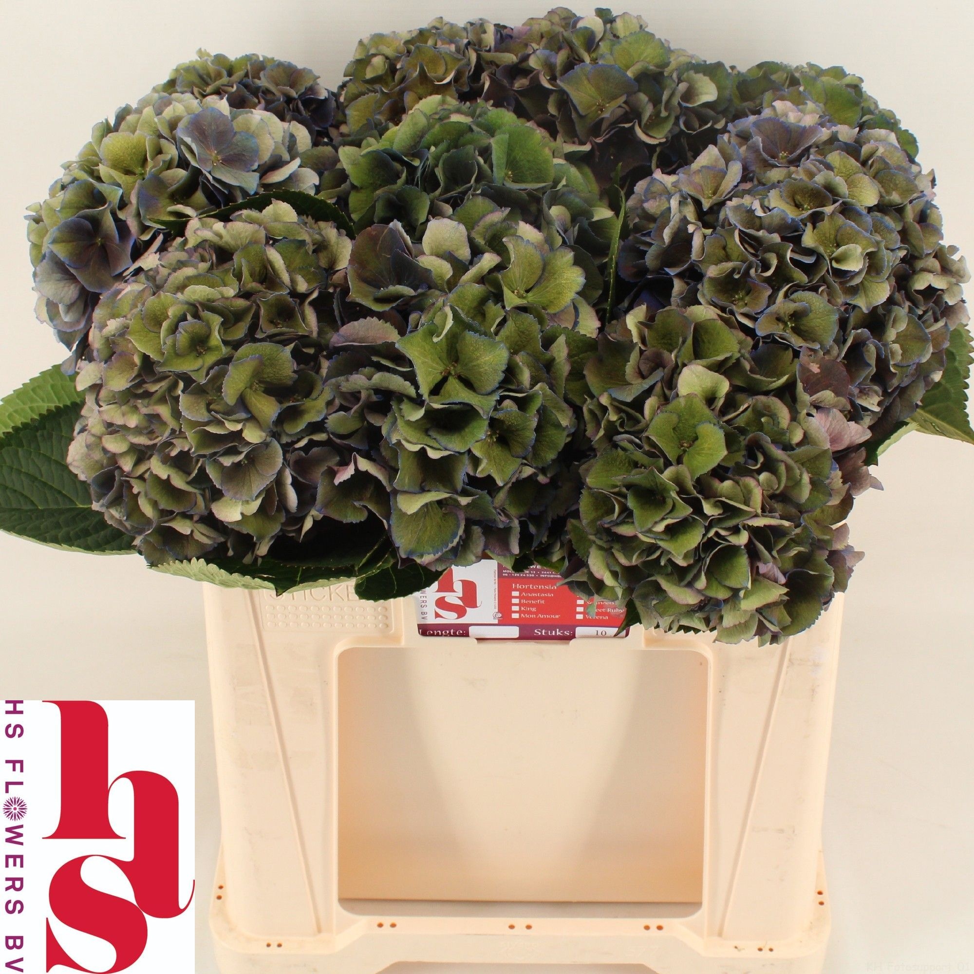 Hydrangea Royal King Classic 50cm 14-16cm Hd