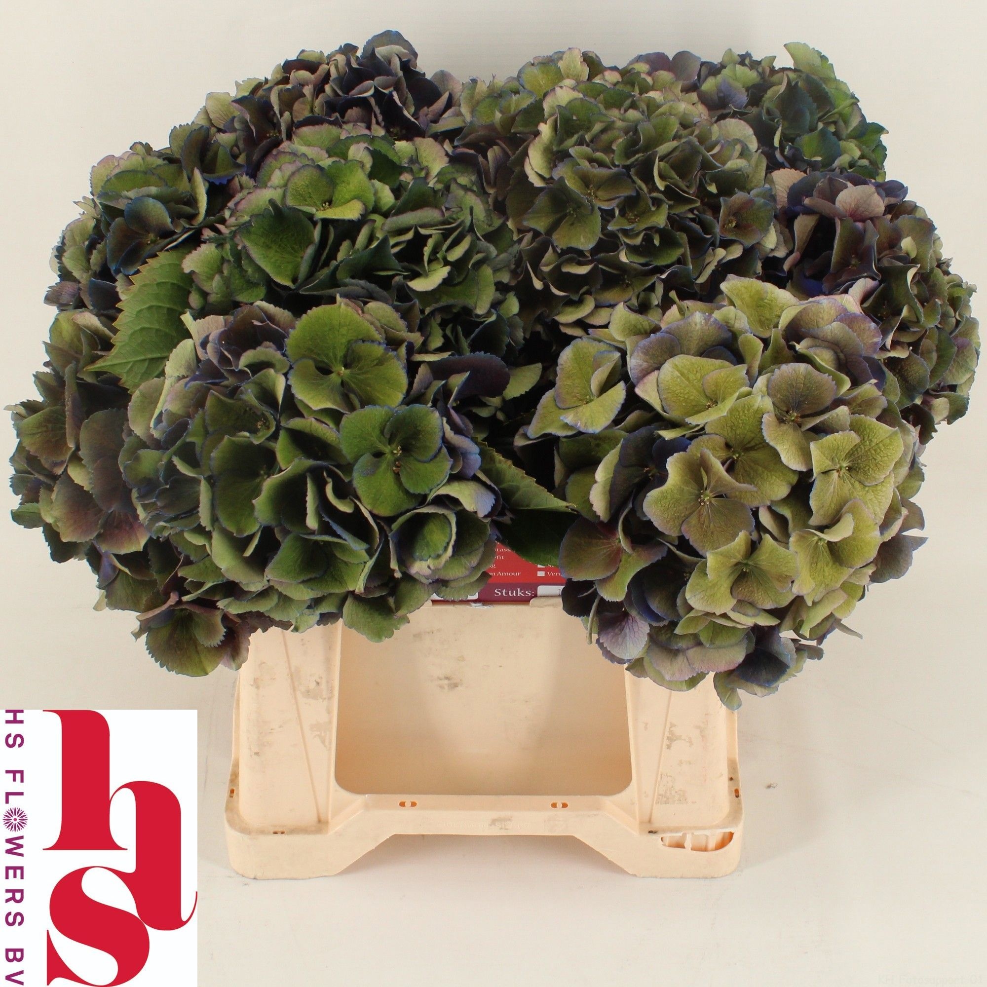 Hydrangea Royal King Classic 40cm 15-17cm Hd