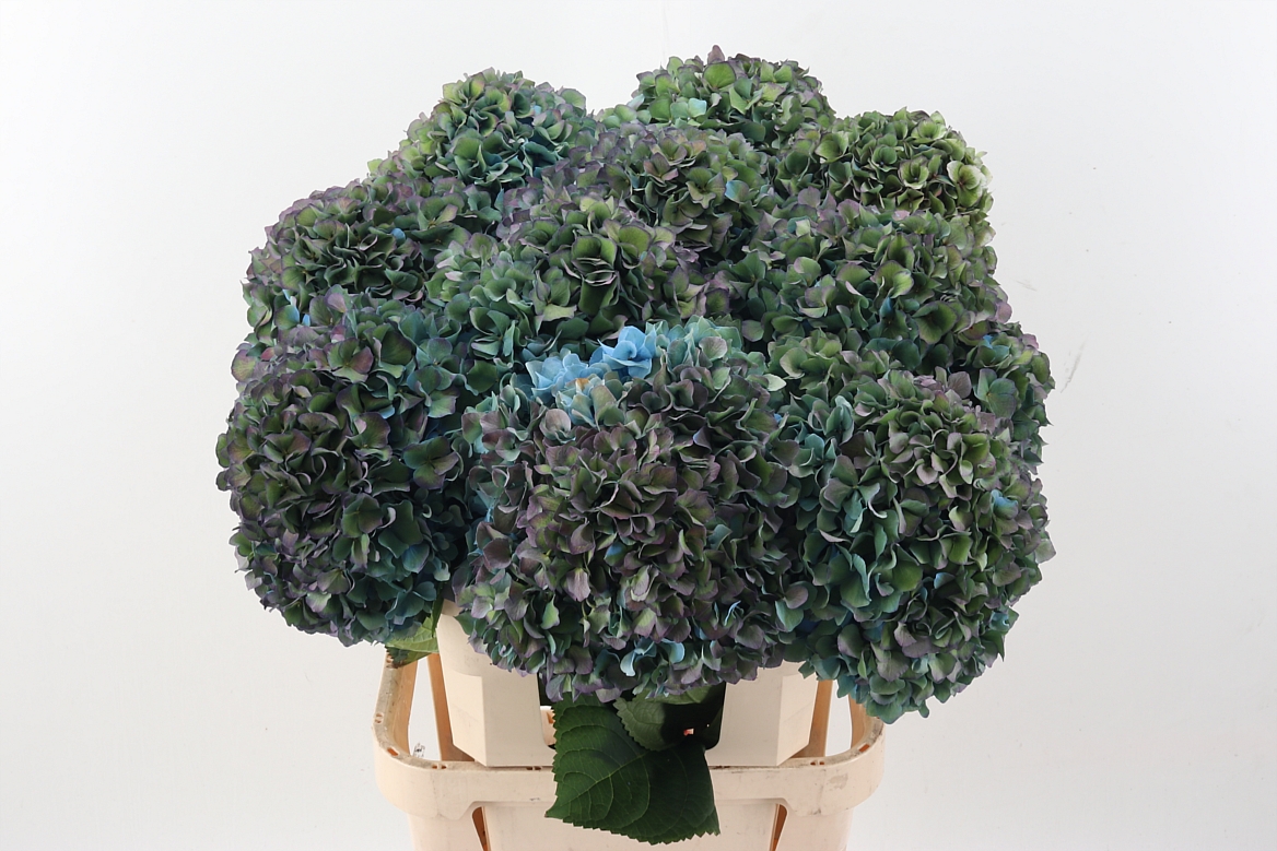Hydrangea Pimpernel Classic 100cm 24-26cm Hd