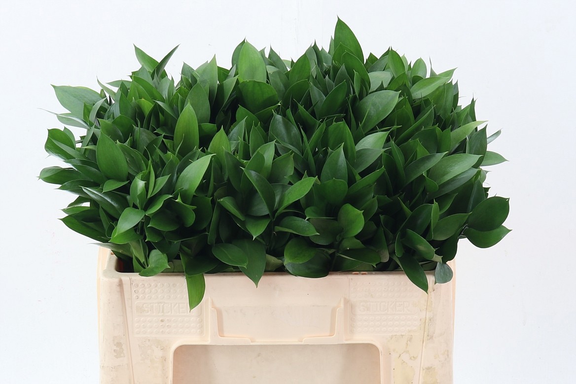 Ruscus Hypophyllum 50cm