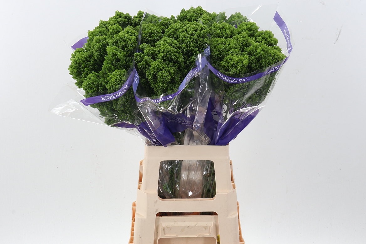 Trachelium Jade 70cm
