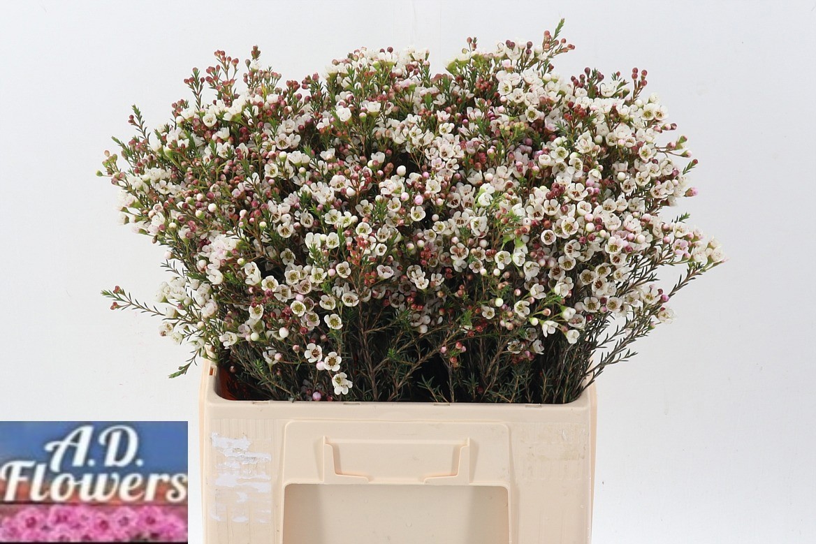 Chamelaucium Liron 60cm 25gram