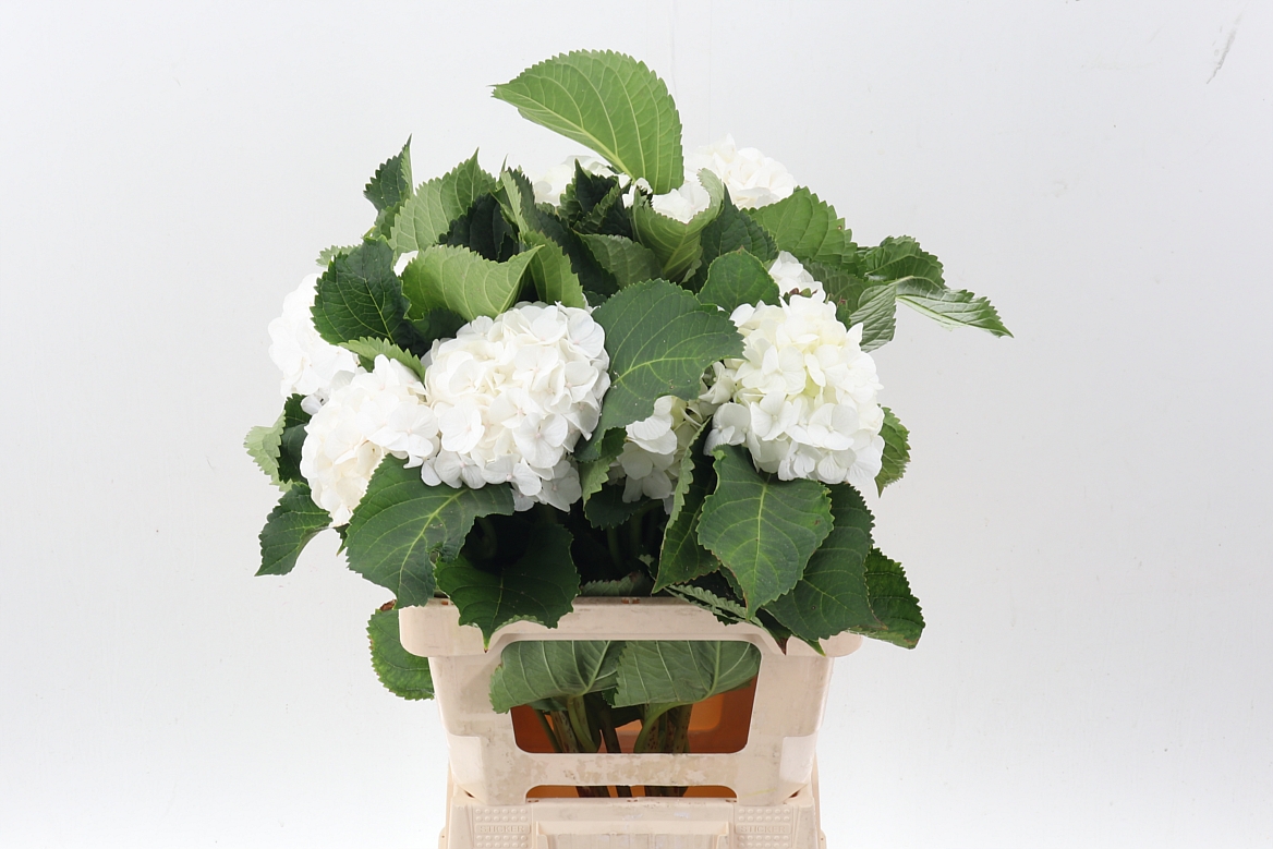 Hydrangea White Verena 60cm 15-17cm Hd