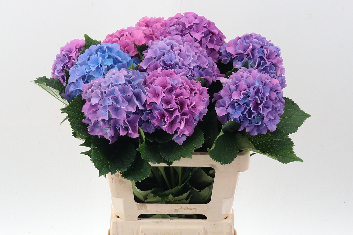 Hydrangea Royal Salute 60cm 18-20cm Hd