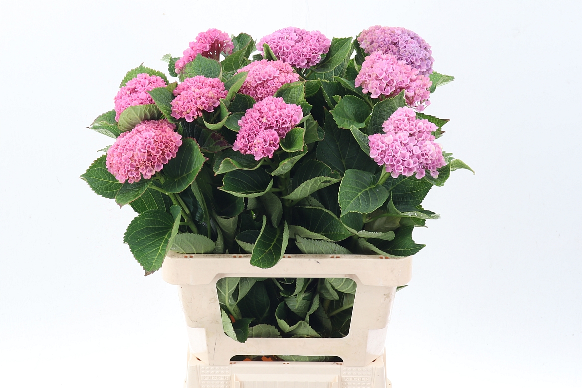 Hydrangea Revolution Blue 60cm 10-12cm Hd