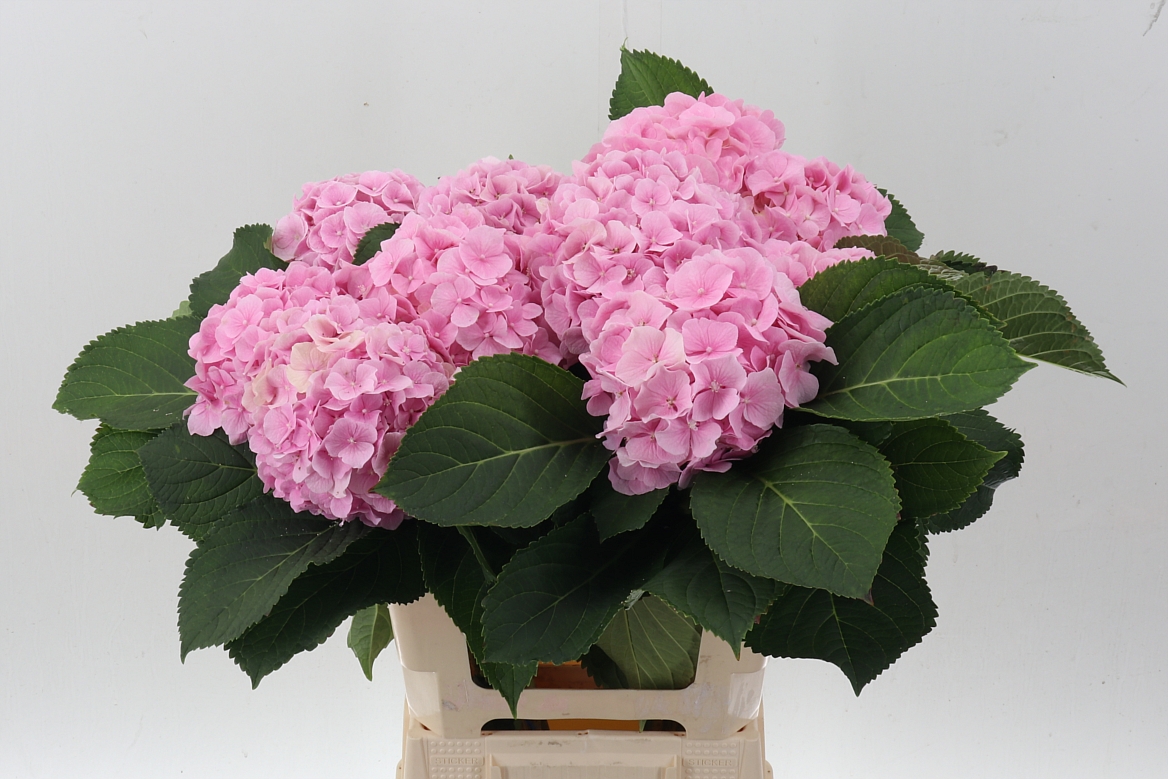 Hydrangea Verena 60cm 15-17cm Hd