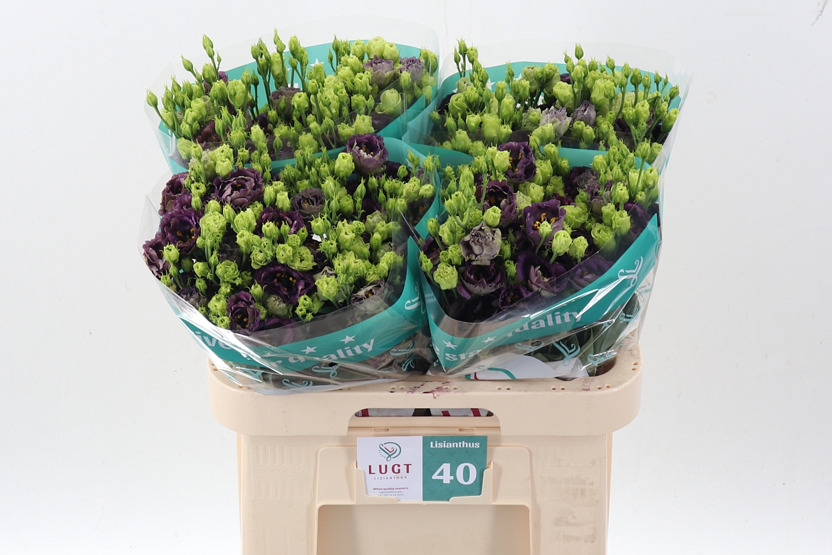 Eustoma Double Rosanne Black Pearl 70cm