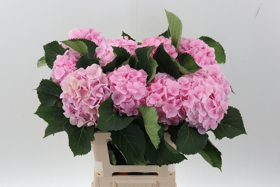 Hydrangea Verena 60cm 15-17cm Hd