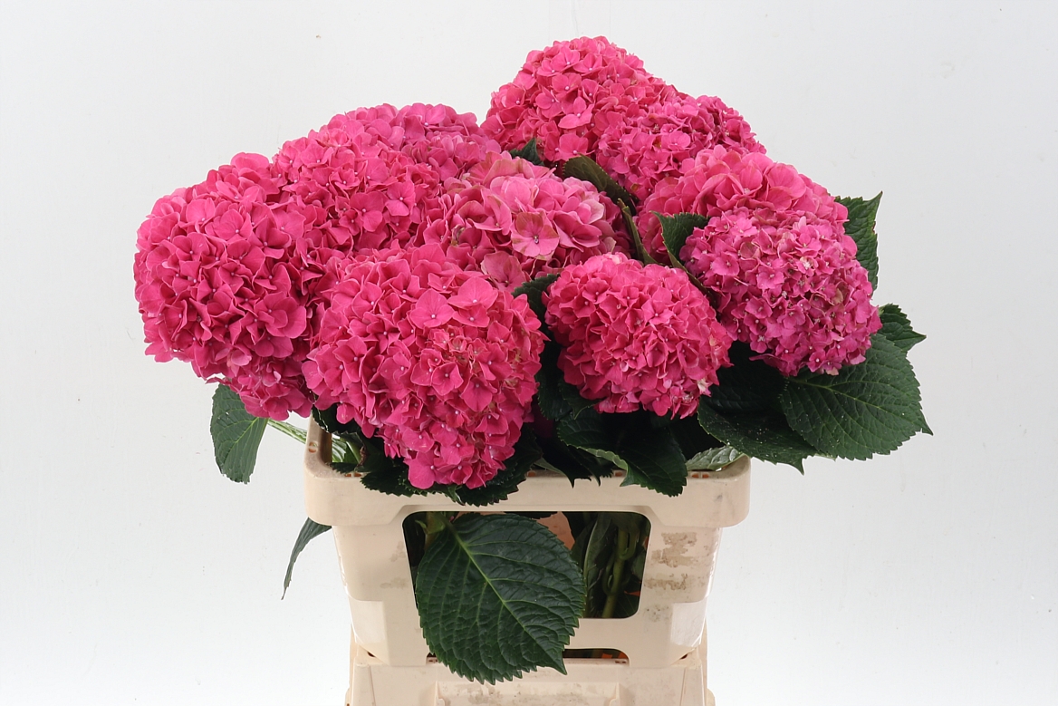 Hydrangea Glowing Alps 60cm 15-17cm Hd