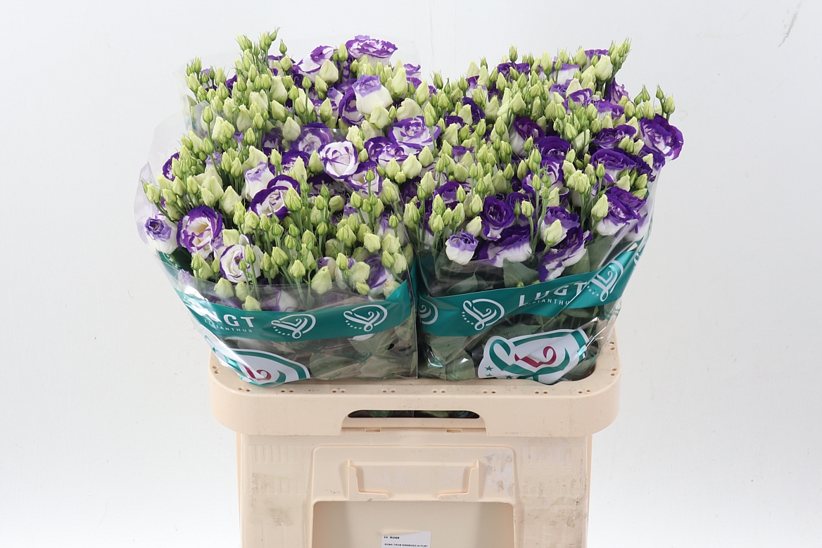 Eustoma Double Rosita Blue Picotee 70cm